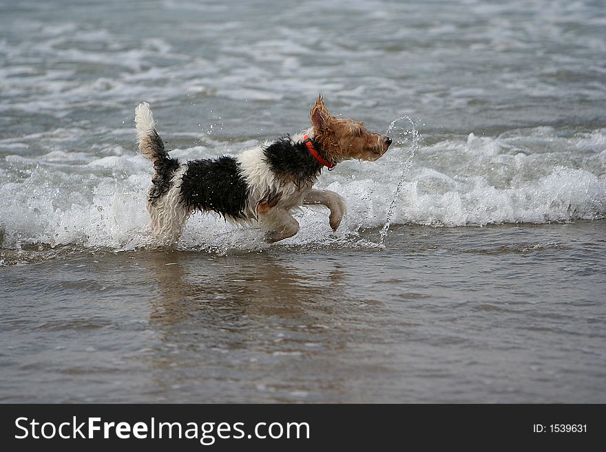 Terrier playing in the sea. Terrier playing in the sea