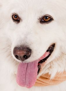Close Up Shot Of White Dog Stock Images