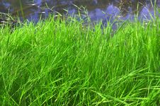 Green Grass Against The River Stock Image