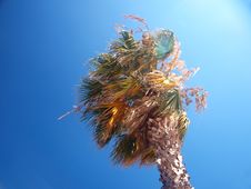 Exotic Palm Tree On A Windy Day Stock Photos Exotic Palm Tree On A Windy Day Stock Photos