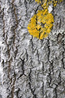 Tree Bark Texture Background Royalty Free Stock Photos