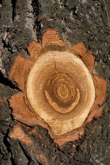 Textures  Tree  Oak  Cut Royalty Free Stock Photography