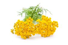 Tansy Royalty Free Stock Images Tansy Royalty Free Stock Images