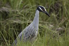 Yellow-crowned Night-heron Stock Photography Yellow-crowned Night-heron Stock Photography