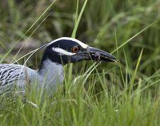 Yellow-crowned Night-heron Stock Images Yellow-crowned Night-heron Stock Images