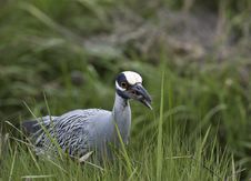 Yellow-crowned Night-heron Stock Image Yellow-crowned Night-heron Stock Image