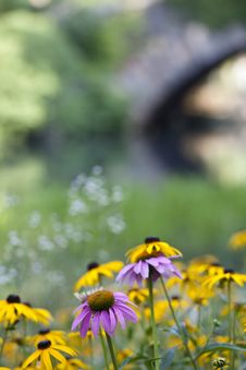 Central Park At The Pond Royalty Free Stock Photography Central Park At The Pond Royalty Free Stock Photography