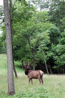 Bull Elk Stock Image