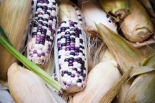 Indian Corn Stock Photography