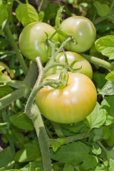 Green Tomatoes On The Vine Stock Photography Green Tomatoes On The Vine Stock Photography