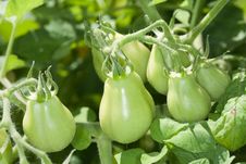 Plum Tomatoes Ripening On The Vine Stock Photo Plum Tomatoes Ripening On The Vine Stock Photo