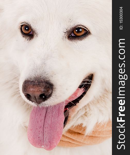 Close up shot of white dog splitting his tounge out and looking the camera,in studio shot