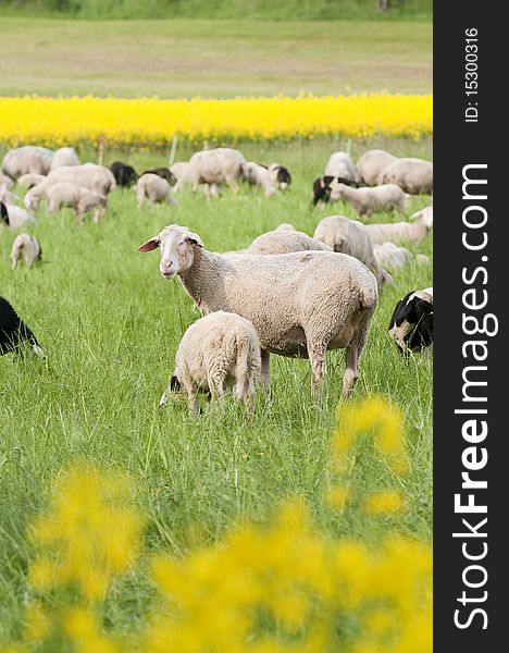 A flock of sheep in a springtime scenery with shining yellow canola. A flock of sheep in a springtime scenery with shining yellow canola