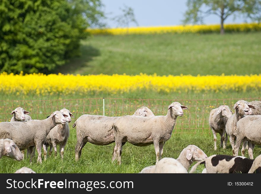 A flock of sheep in a springtime scenery with shining yellow canola. A flock of sheep in a springtime scenery with shining yellow canola