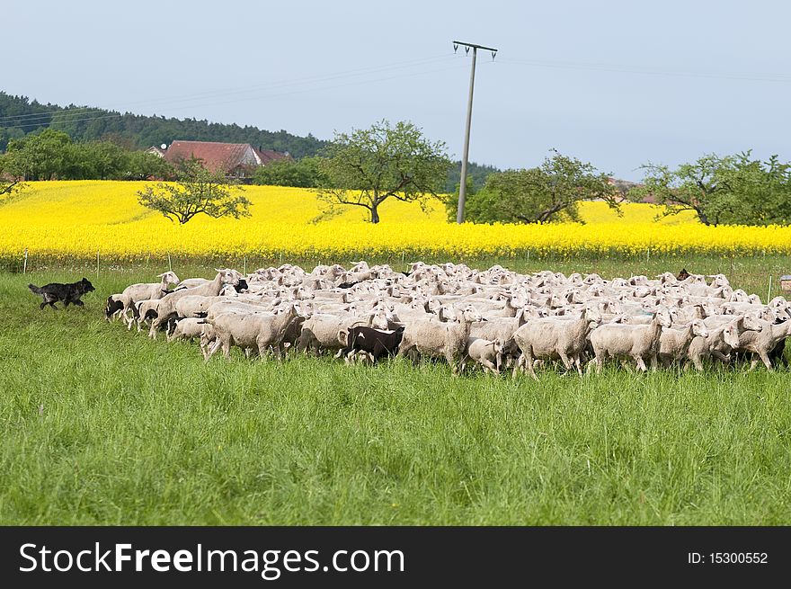 A flock of sheep in a springtime scenery with shining yellow canola. A flock of sheep in a springtime scenery with shining yellow canola