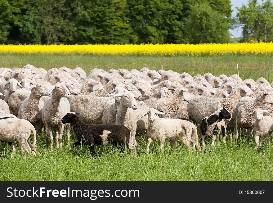 A flock of sheep in a springtime scenery with shining yellow canola. A flock of sheep in a springtime scenery with shining yellow canola