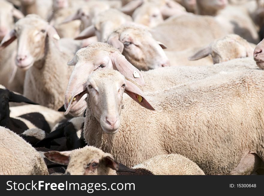 Close-up of a flock of sheep