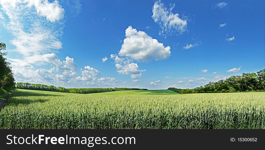 Panorama of a wheaten field. Panorama of a wheaten field