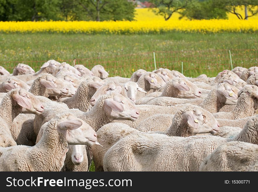 A flock of sheep in a springtime scenery with shining yellow canola. A flock of sheep in a springtime scenery with shining yellow canola