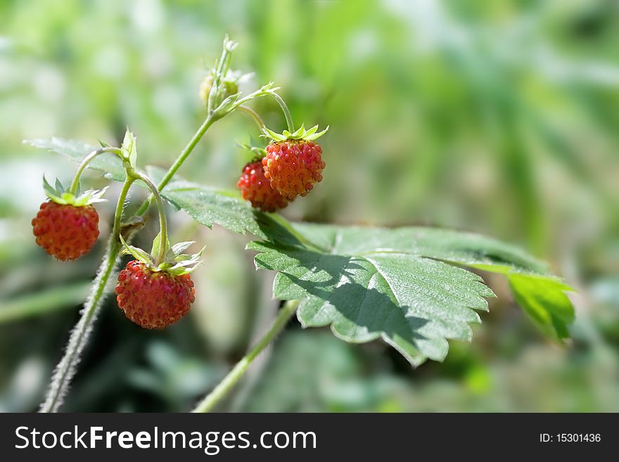 Wild Strawberry Close-up