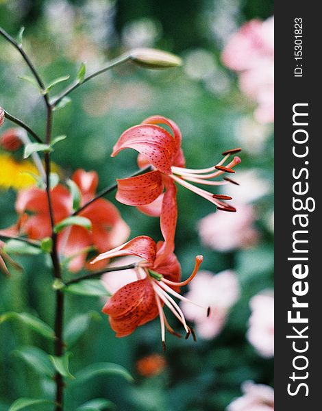 Beautiful flowers - Lilium lancifolium - Lilium tigrinum. Analog photography - Minolta 3000.