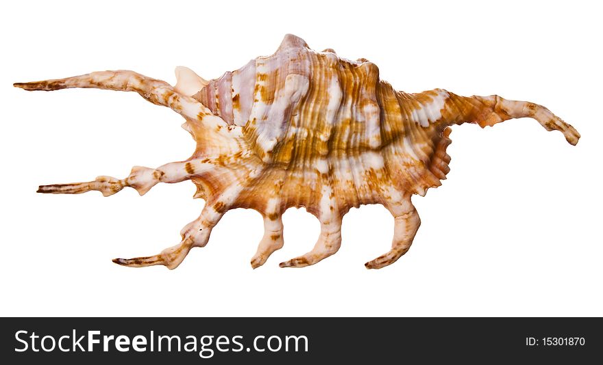 Sea shell on white background