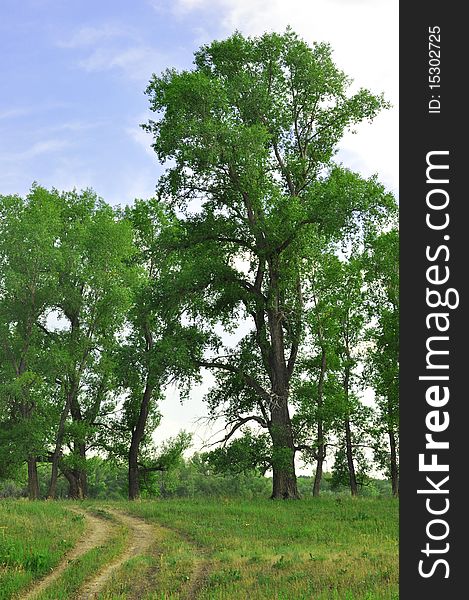 Road and tree on green field