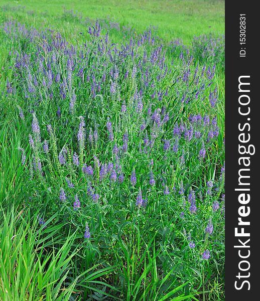 Beautiful dark blue flowers on a green meadow