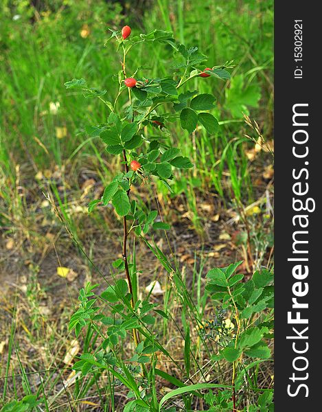 Branch of mature berries of a dogrose in wood