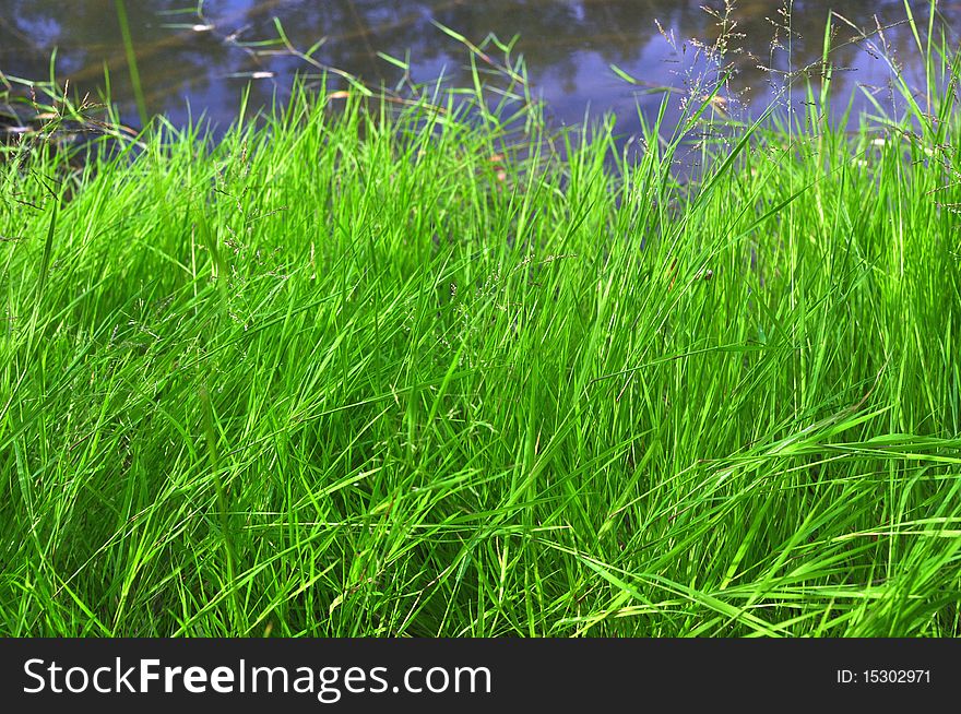 Green grass against the river