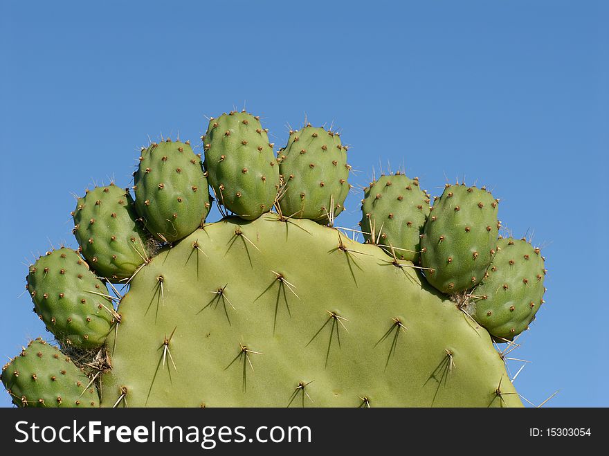 Fruit of the prickly pear plant