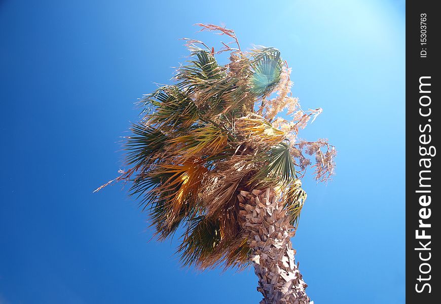 A shot of a palm tree on a sunny day. A shot of a palm tree on a sunny day