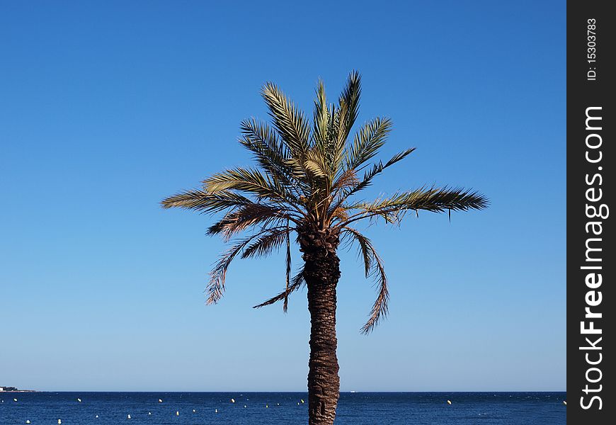 A shot of a palm tree on a sunny day. A shot of a palm tree on a sunny day