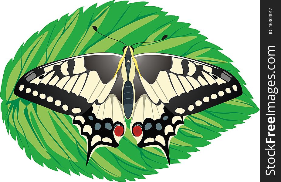 Swallowtail