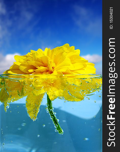 Yellow flower in glass against the blue sky