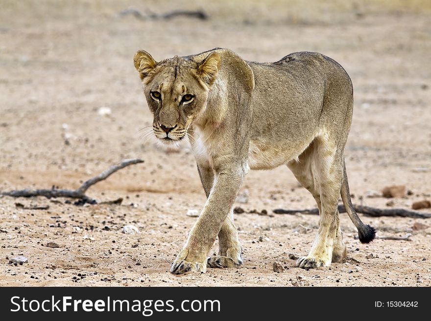 A lioness in the Kalahari in the Kgalagadi Transfrontier National Park in South Africa and Botswana. A lioness in the Kalahari in the Kgalagadi Transfrontier National Park in South Africa and Botswana.