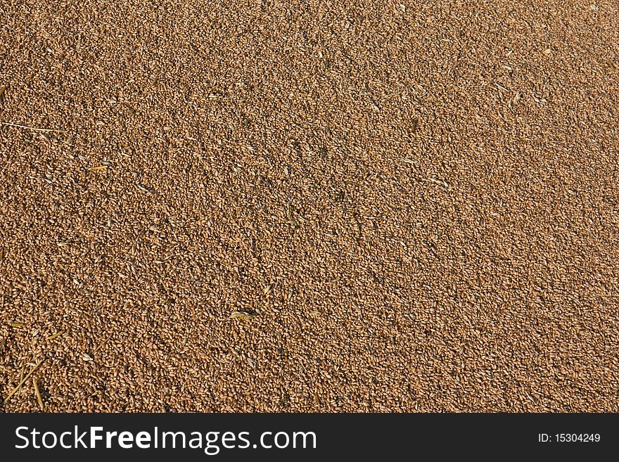 Background of grains of wheat