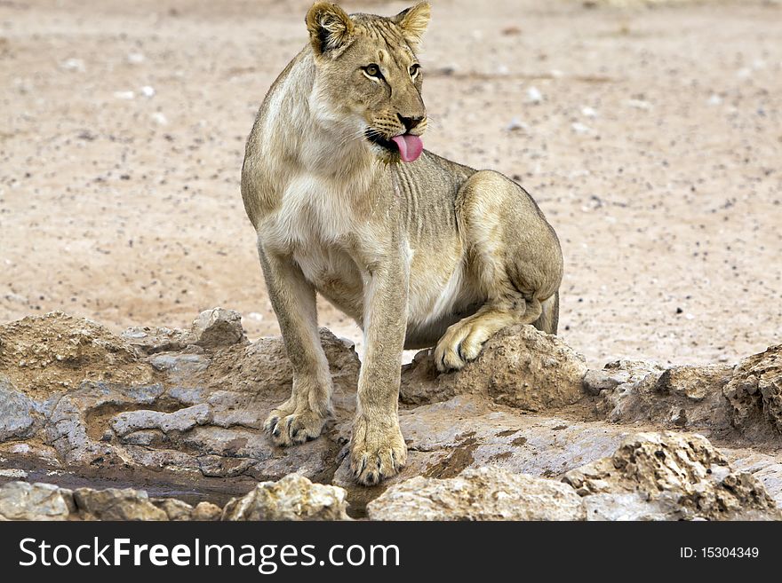 A lioness in the Kalahari in the Kgalagadi Transfrontier National Park in South Africa and Botswana. A lioness in the Kalahari in the Kgalagadi Transfrontier National Park in South Africa and Botswana.