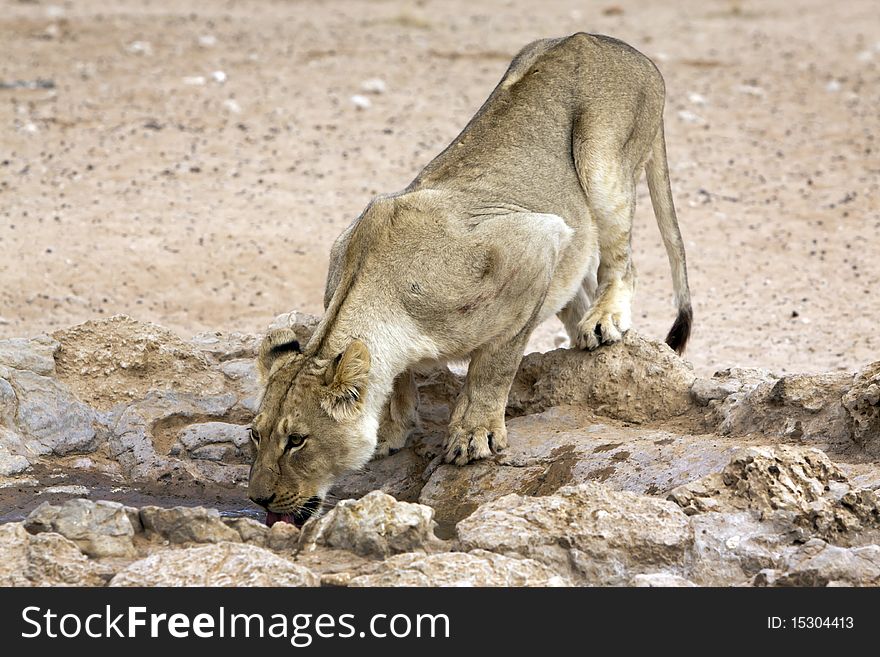 Kalahari Lion In The Kgalagadi