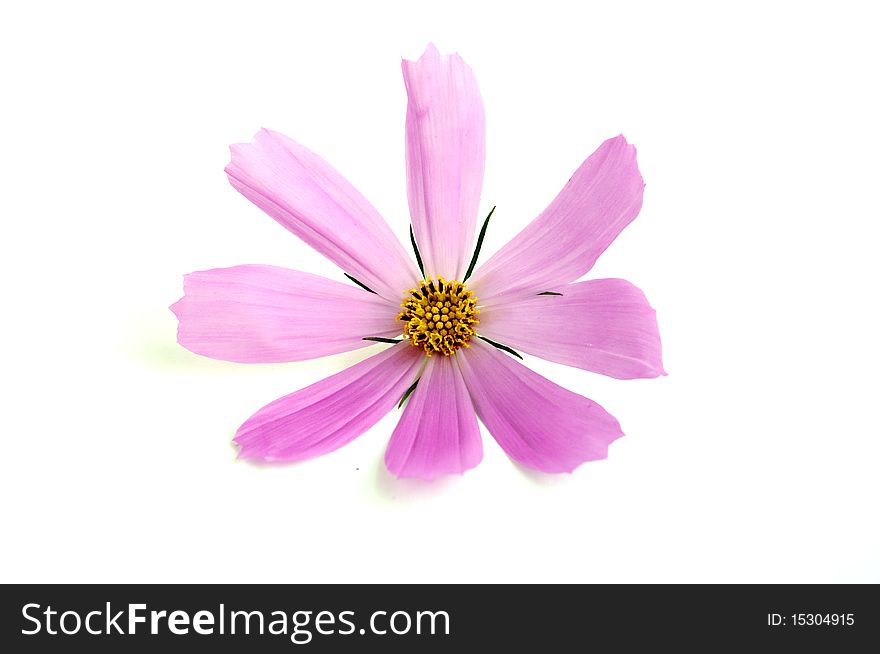 Pink daisy on a white background