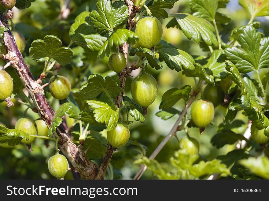 Ripe Gooseberries shrub in summer closeup