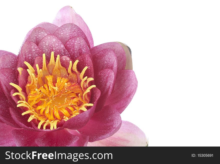 Pink waterlily flower over white background