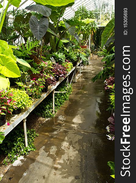 Walkway through a tropical plant greenhouse. Walkway through a tropical plant greenhouse