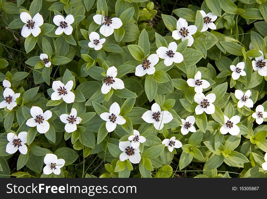 Beautiful Wild Flowers In Forest