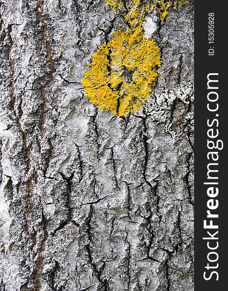 Tree bark texture background