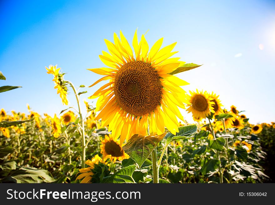 Sunflower field and blue sky background. Sunflower field and blue sky background