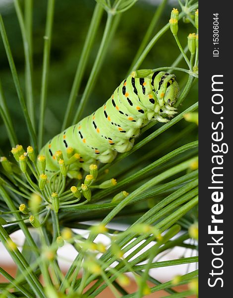 Green striped caterpillar on branch dill. Macro. Green striped caterpillar on branch dill. Macro.