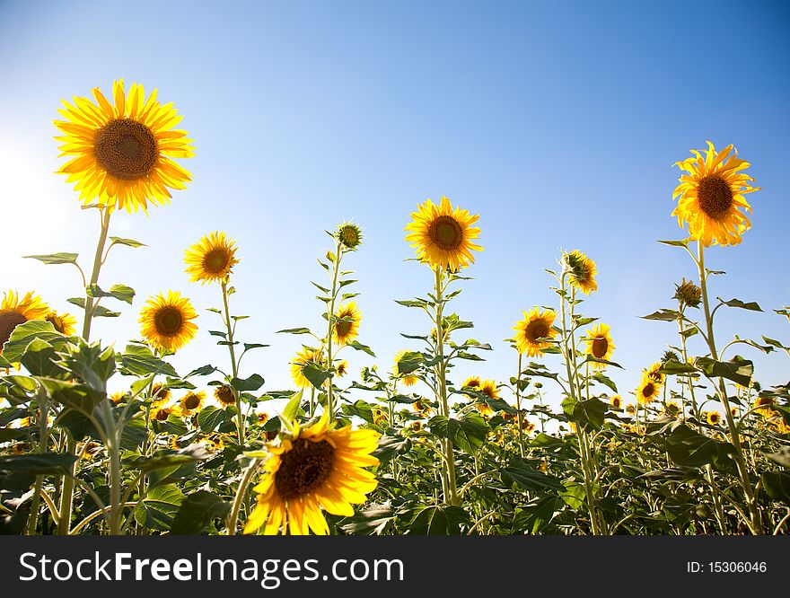 Sunflowers on the sky background