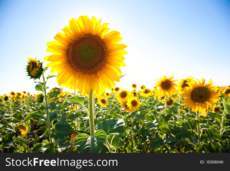 Sunflower field and blue sky background. Sunflower field and blue sky background
