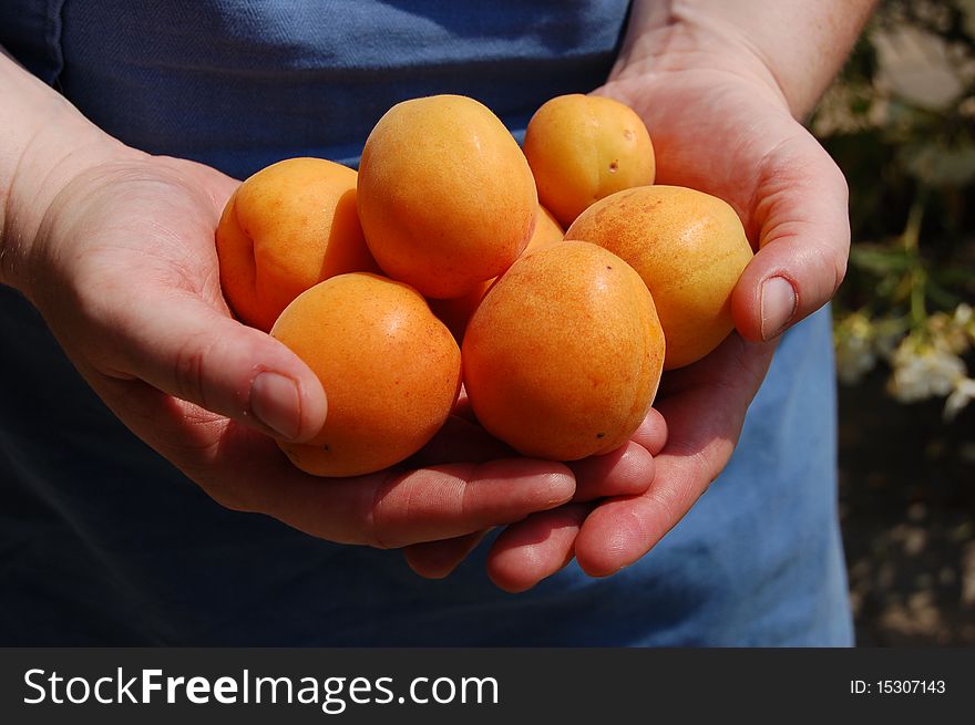 Ripe apricots in hands of gardener